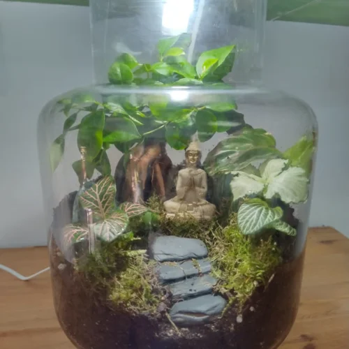 Terrario eterno con ficus ginseng, fittonias y calathea