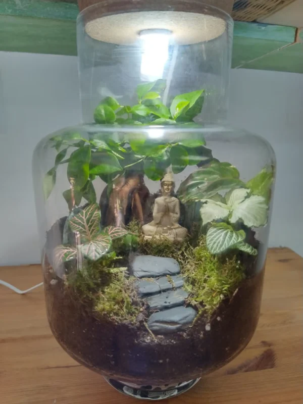 terrario-ficus-fittonia-calathea Terrario eterno con ficus ginseng, fittonias y calathea