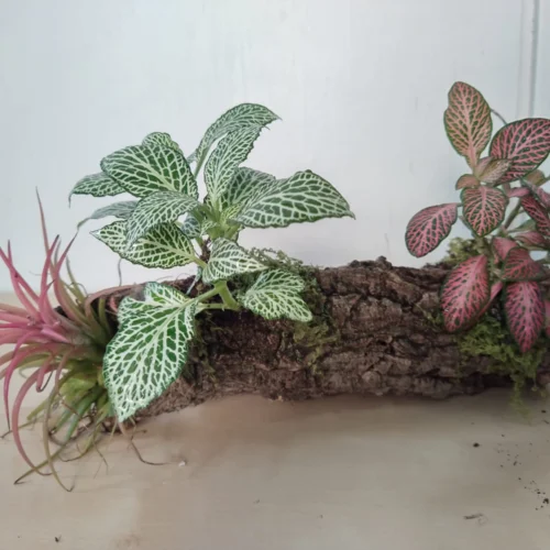 Fittonias y planta del aire, presentadas en tronco de árbol