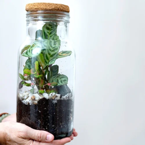 Terrario eterno con fittonias, calathea y piedras