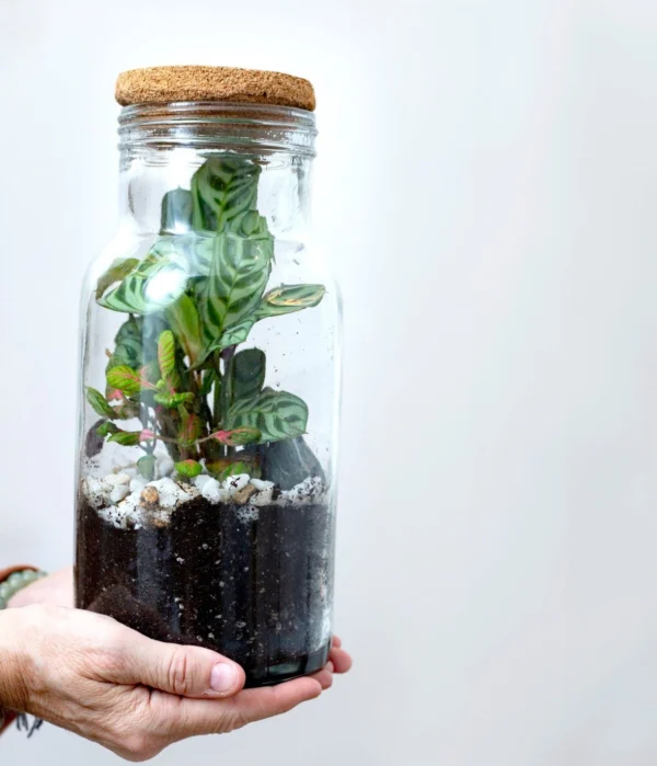 whatsapp-image-2025-04-05-at-18.13.01-A0xlW4KjvMHw3w1A Terrario eterno con fittonias, calathea y piedras